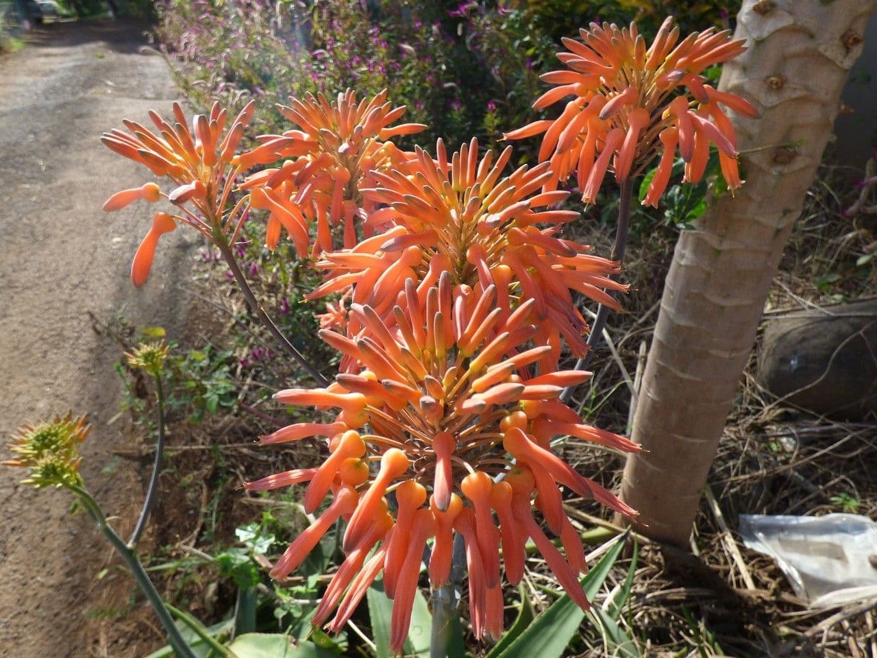 Aloe purpurea