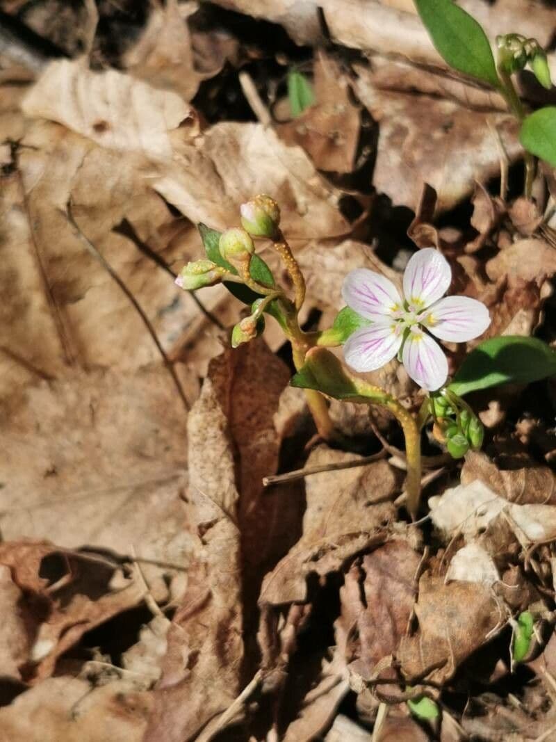 Claytonia caroliniana
