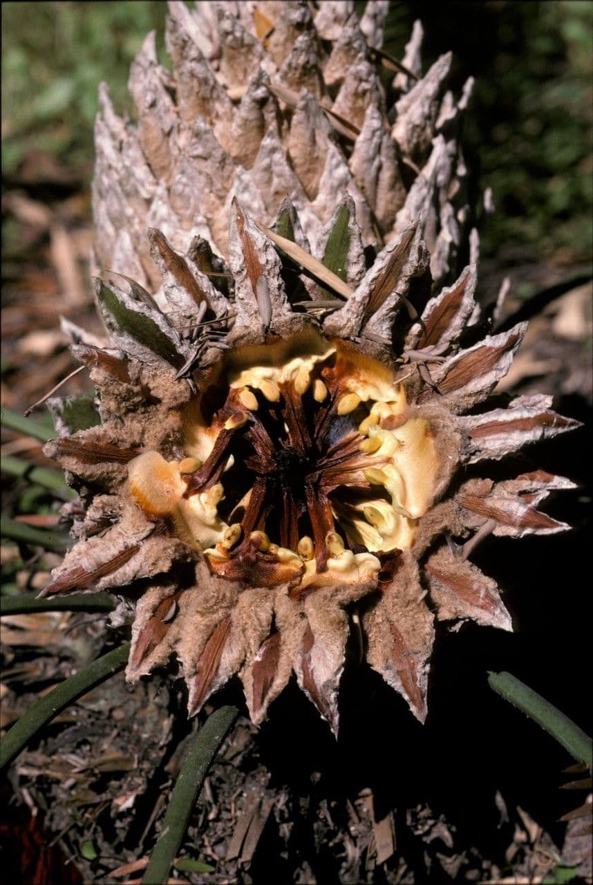 Dioon edule