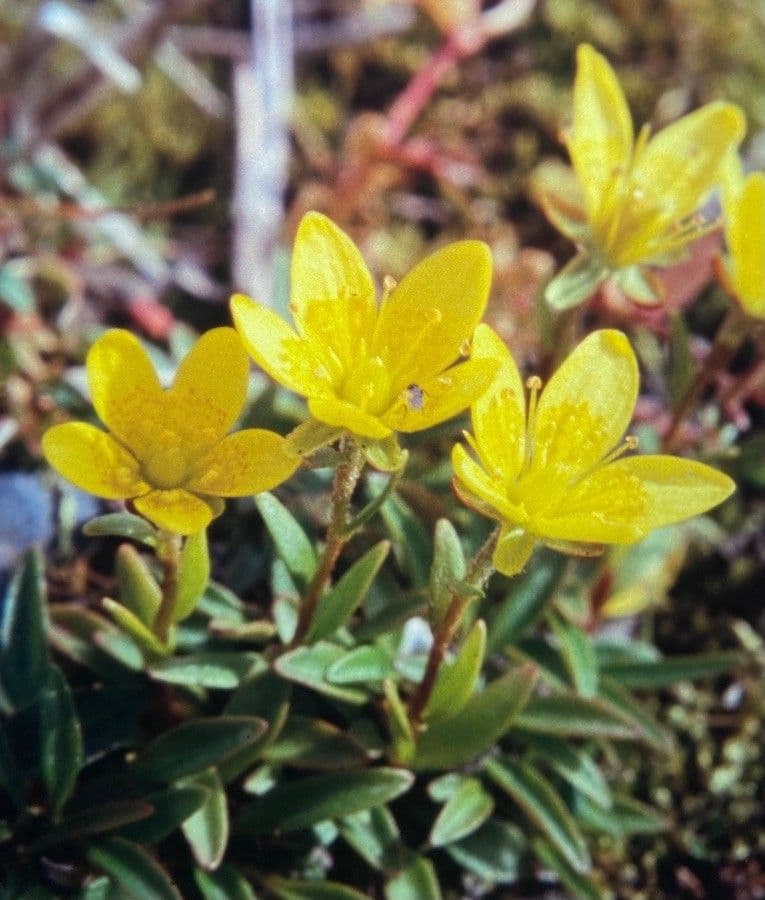 Saxifraga hirculus