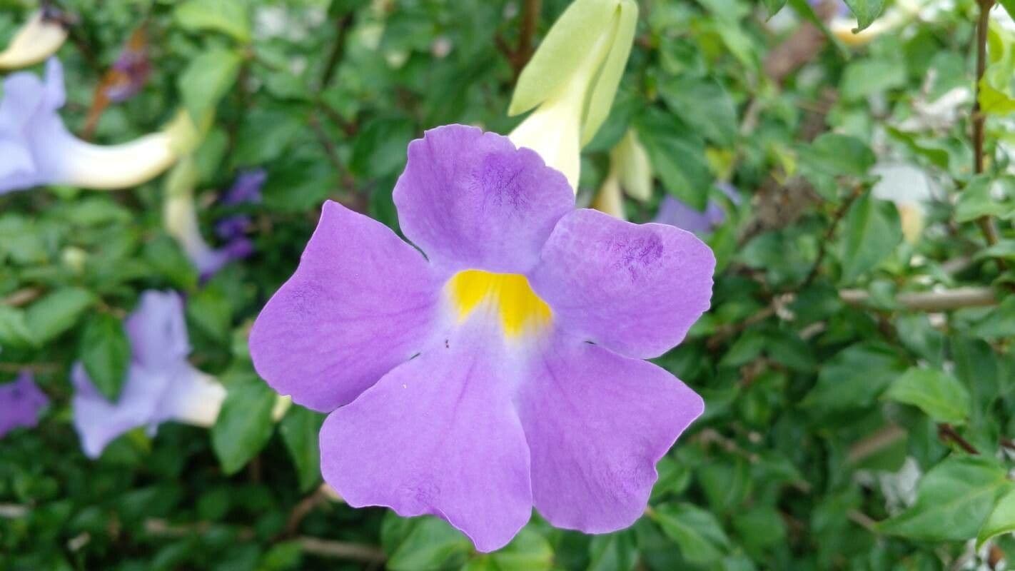 Thunbergia erecta