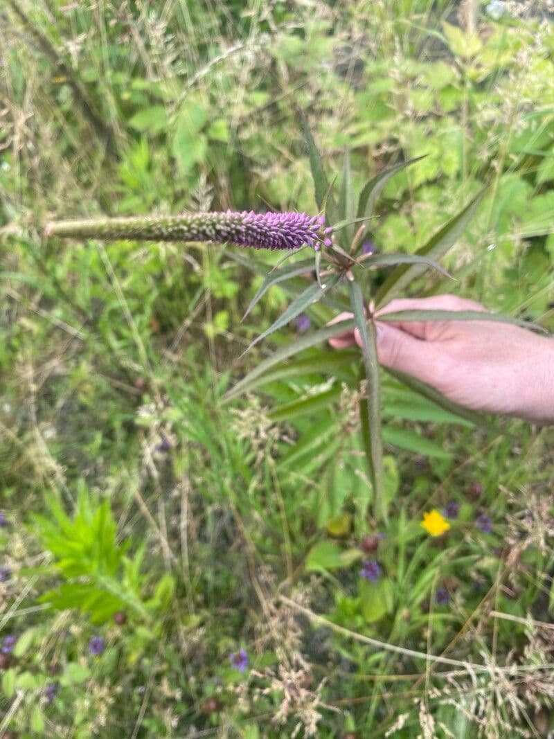 Veronicastrum sibiricum