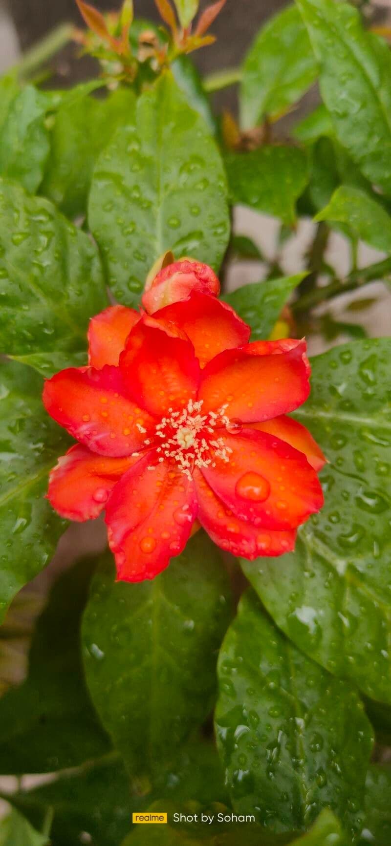 Leuenbergeria bleo