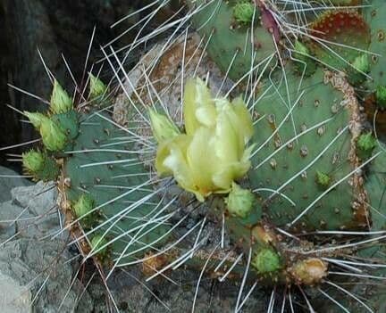 Opuntia phaeacantha