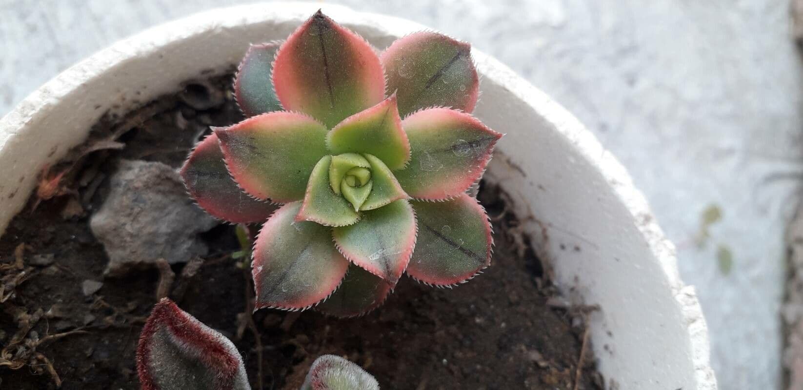 Aeonium decorum