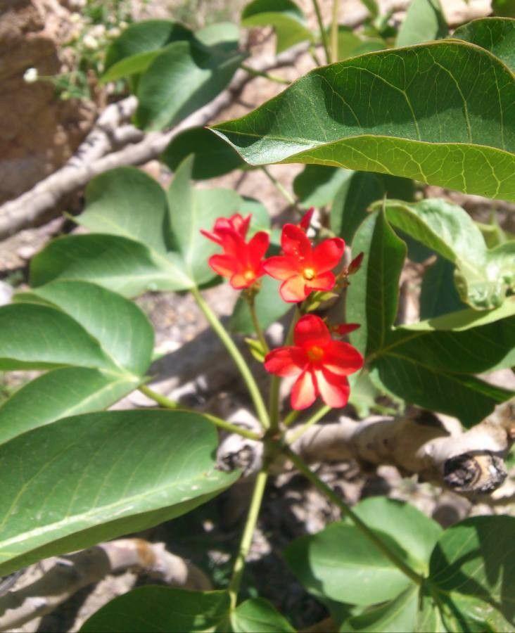 Jatropha integerrima