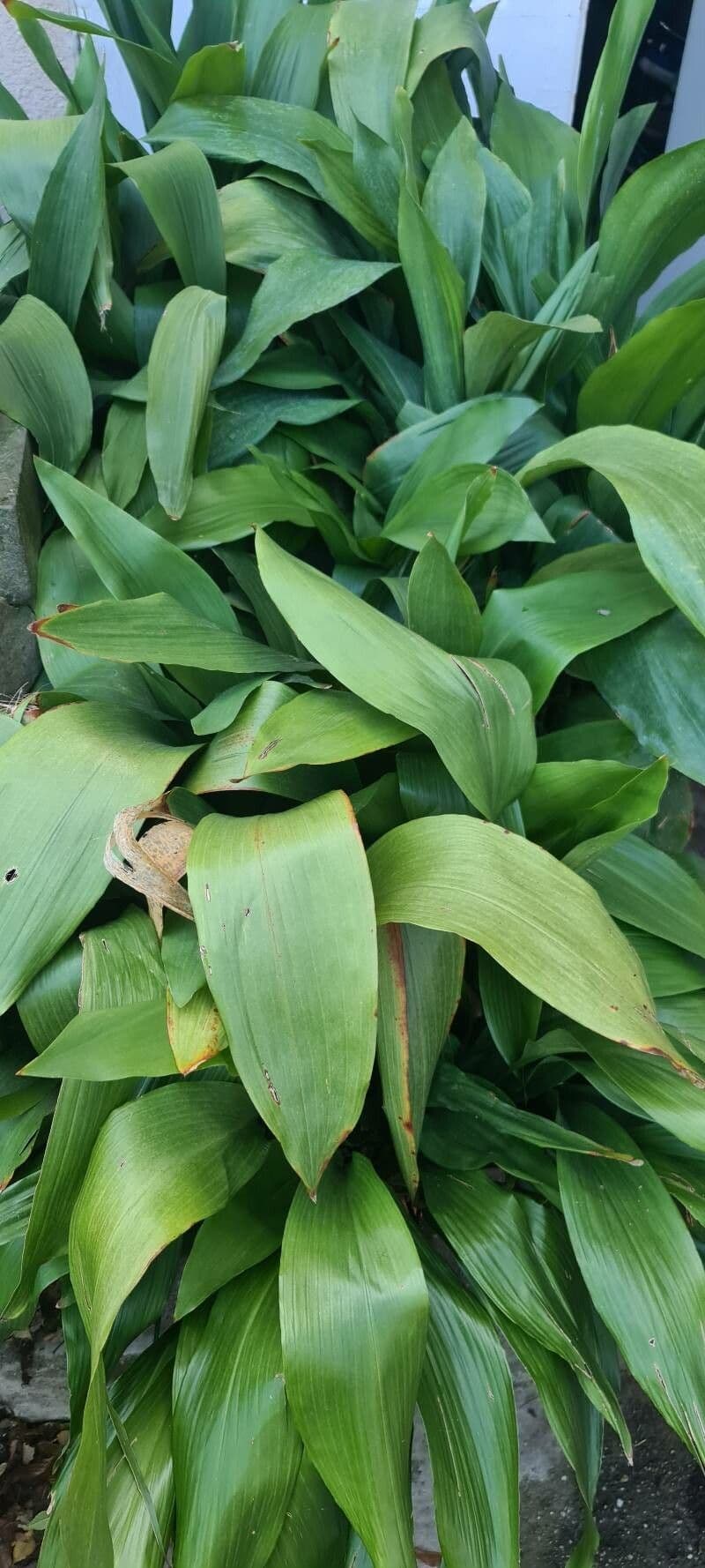 Aspidistra elatior