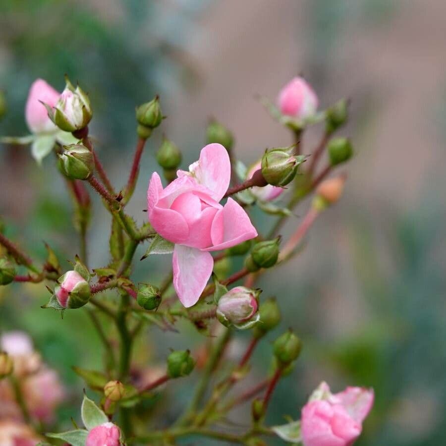 Rosa micrantha