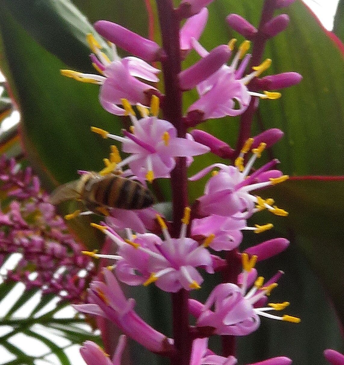 Cordyline fruticosa