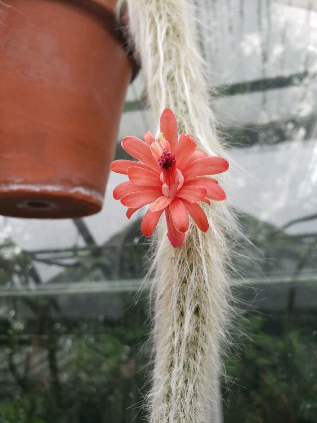 Cleistocactus winteri