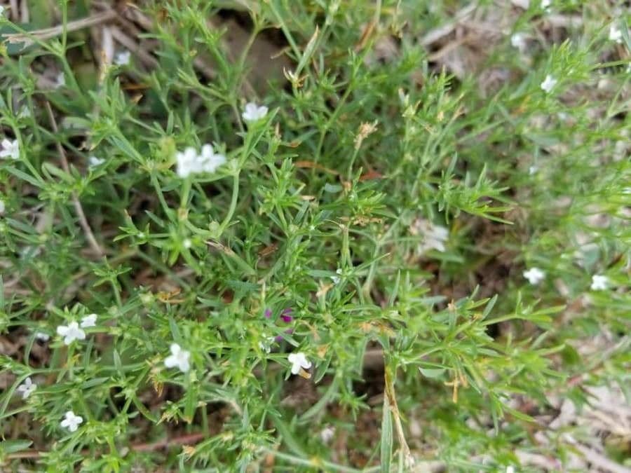 Polypremum procumbens