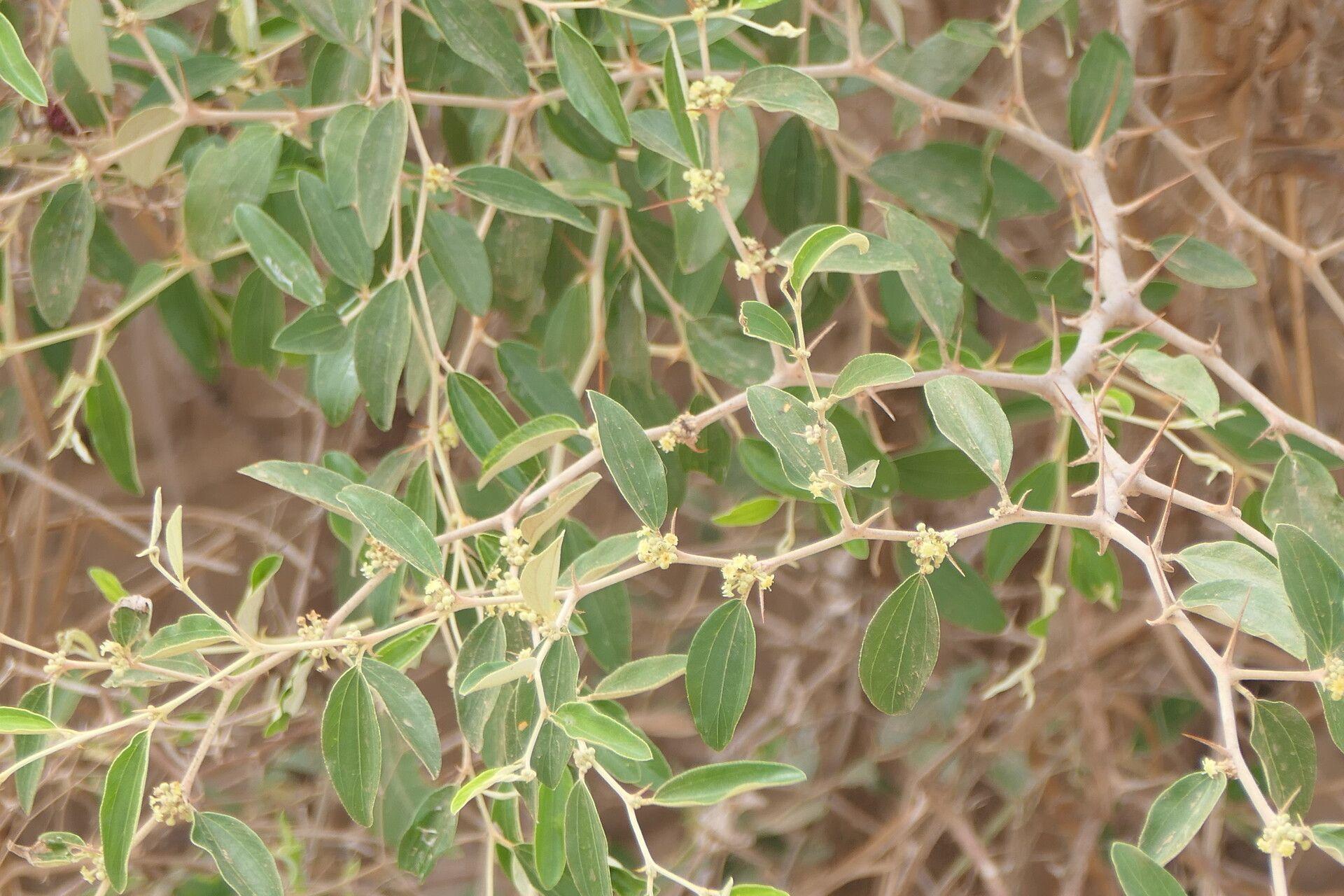 Ziziphus spina-christi