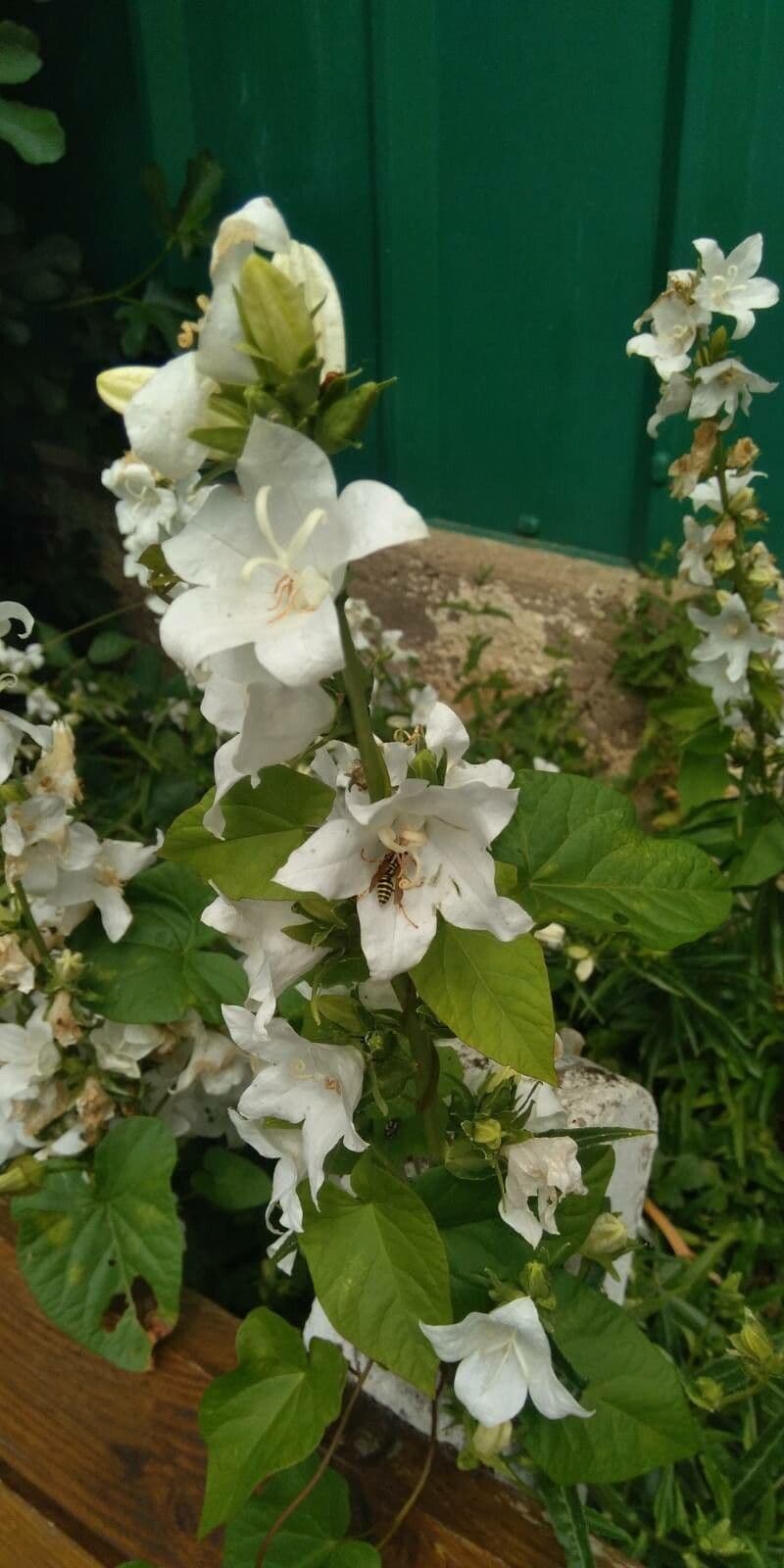 Campanula pyramidalis