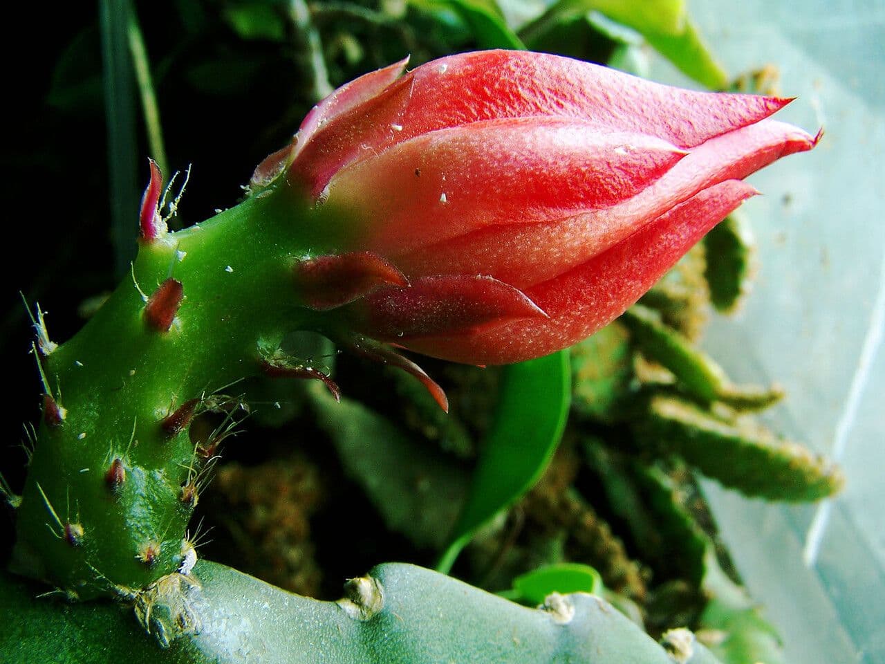 Disocactus ackermannii