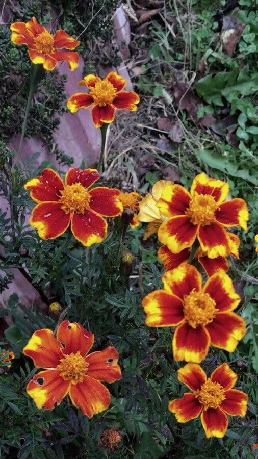 Tagetes erecta