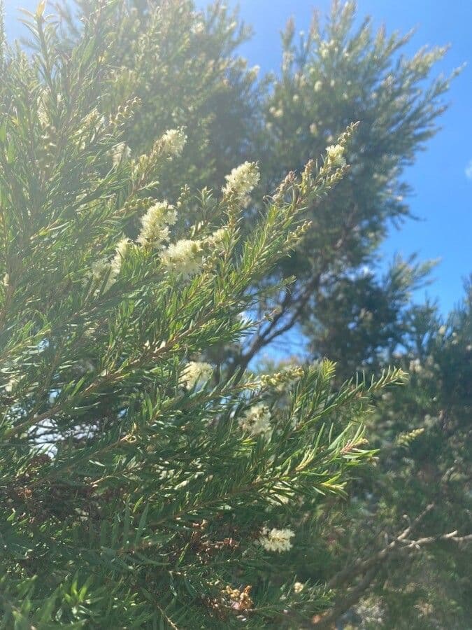 Melaleuca alternifolia