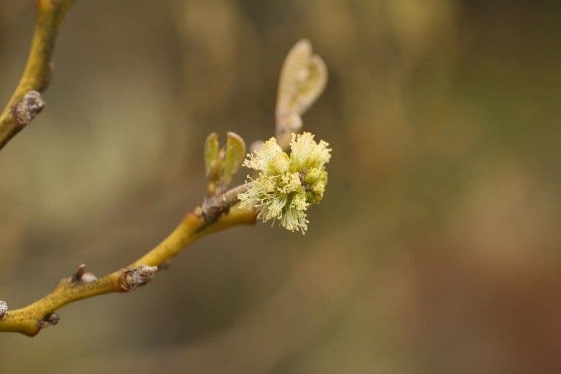 Acacia heterophylla