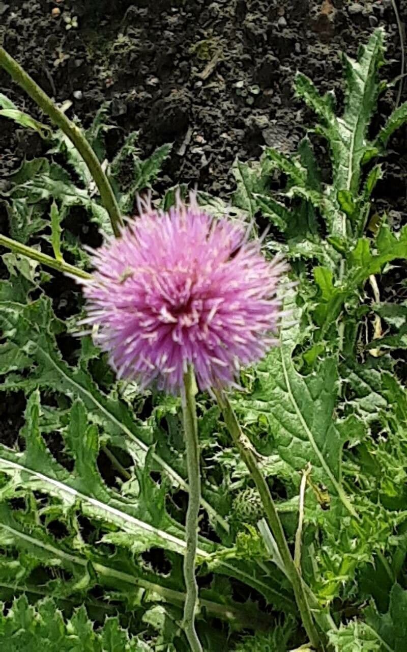 Cirsium texanum