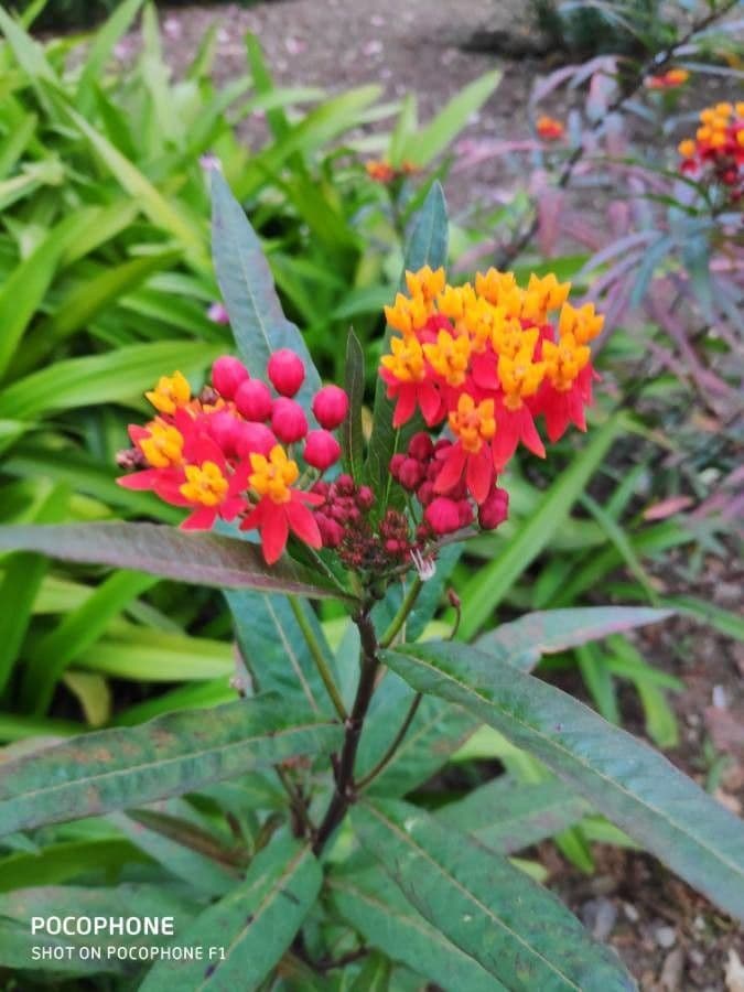 Asclepias curassavica