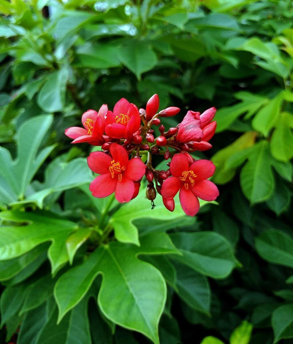 Jatropha integerrima