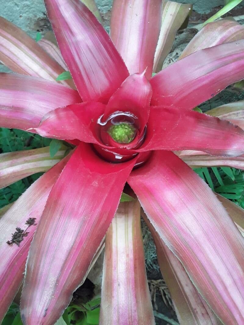 Neoregelia carolinae