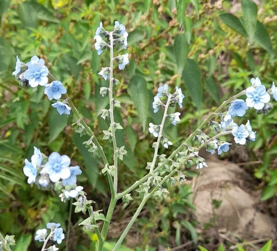 Cynoglossum amabile