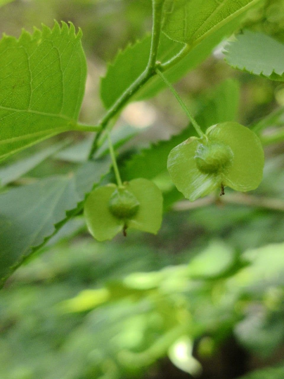 Pteroceltis tatarinowii