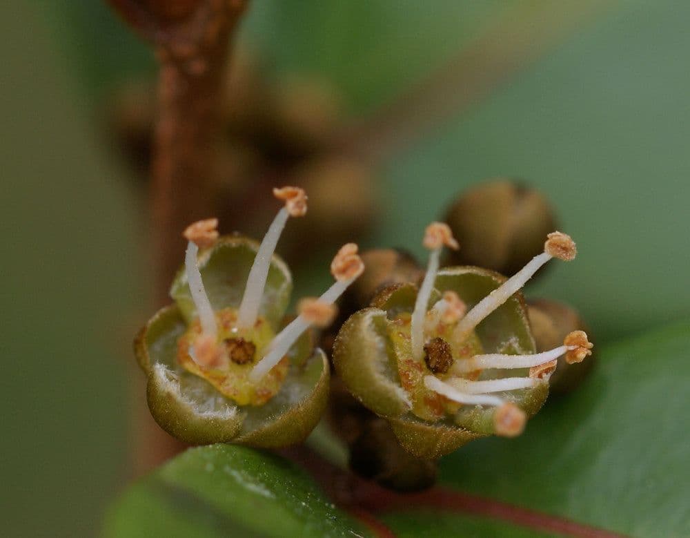 Doratoxylon apetalum