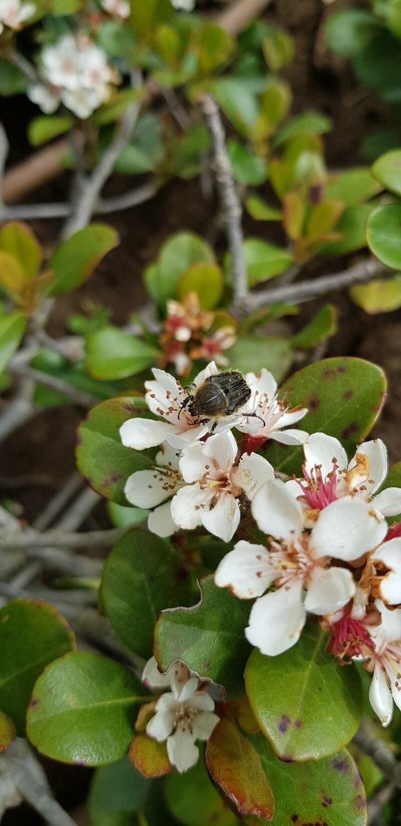 Rhaphiolepis indica