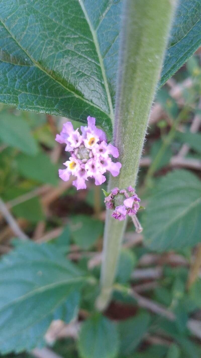 Lippia alba