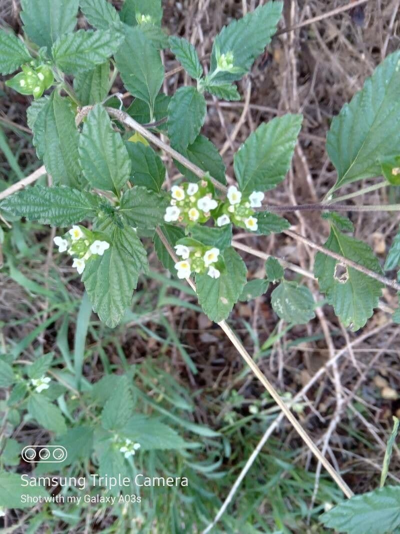 Lantana viburnoides