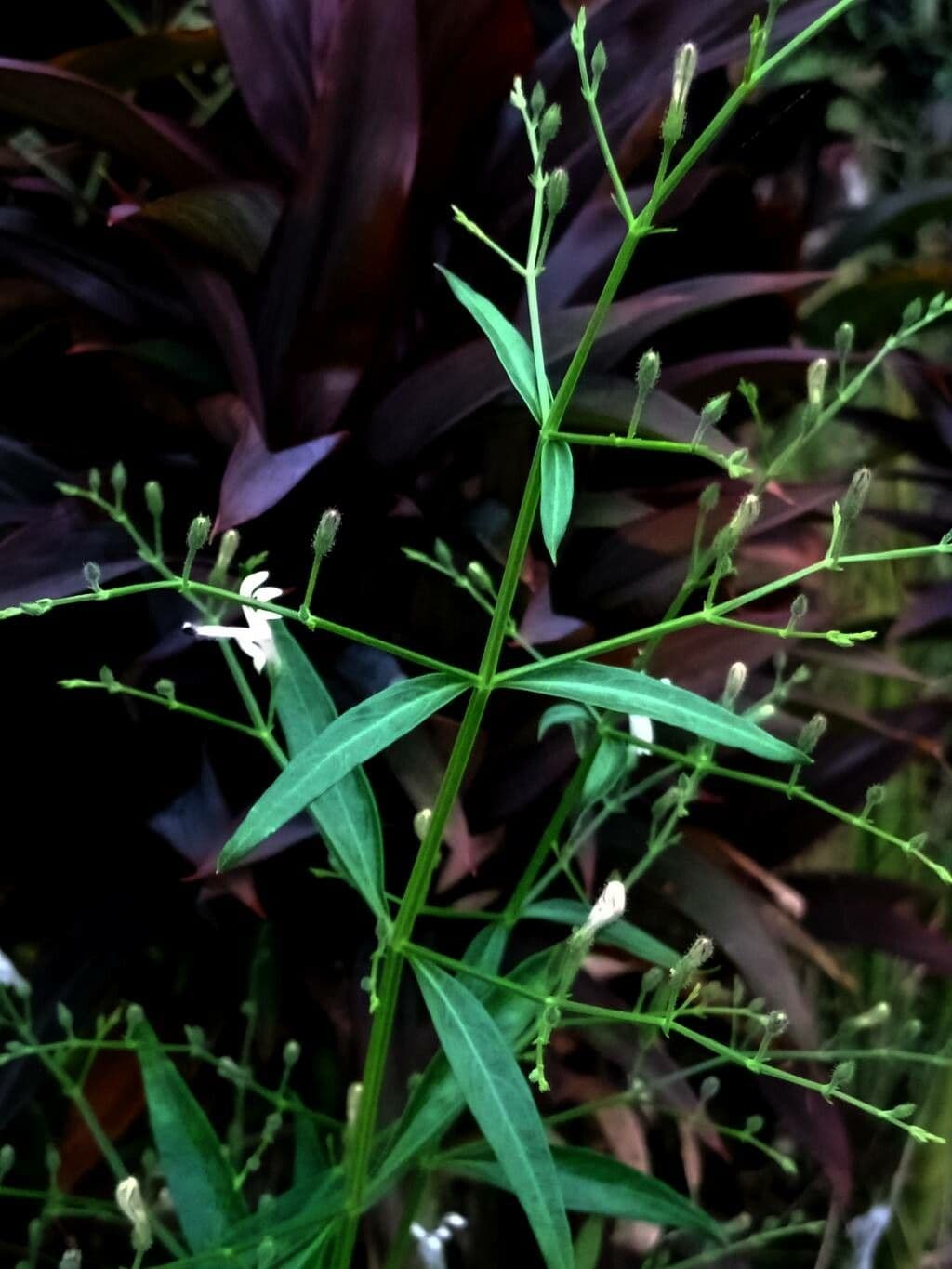 Andrographis paniculata