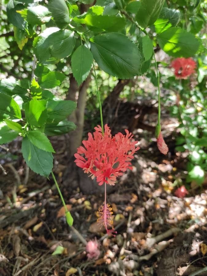 Hibiscus schizopetalus