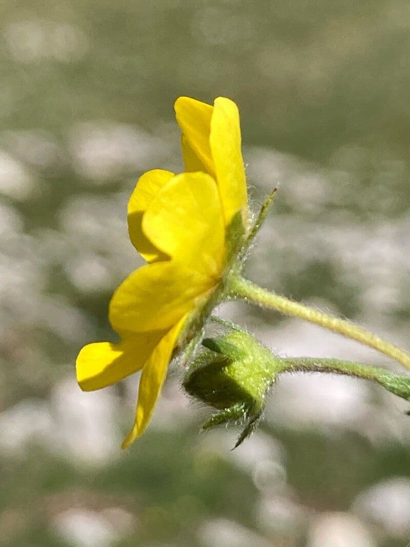 Potentilla aurea