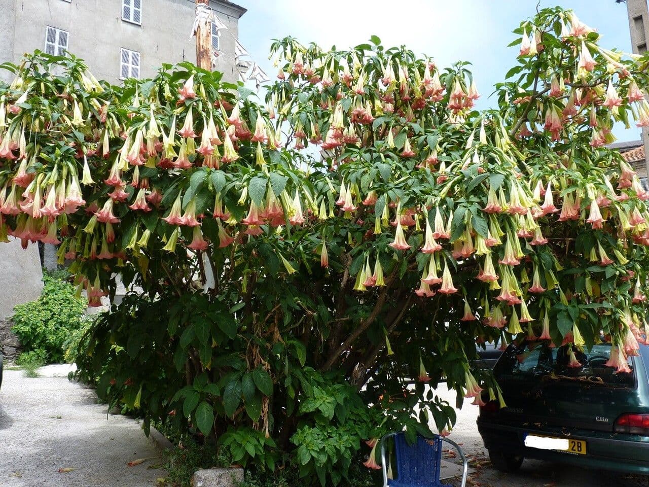 Brugmansia sanguinea