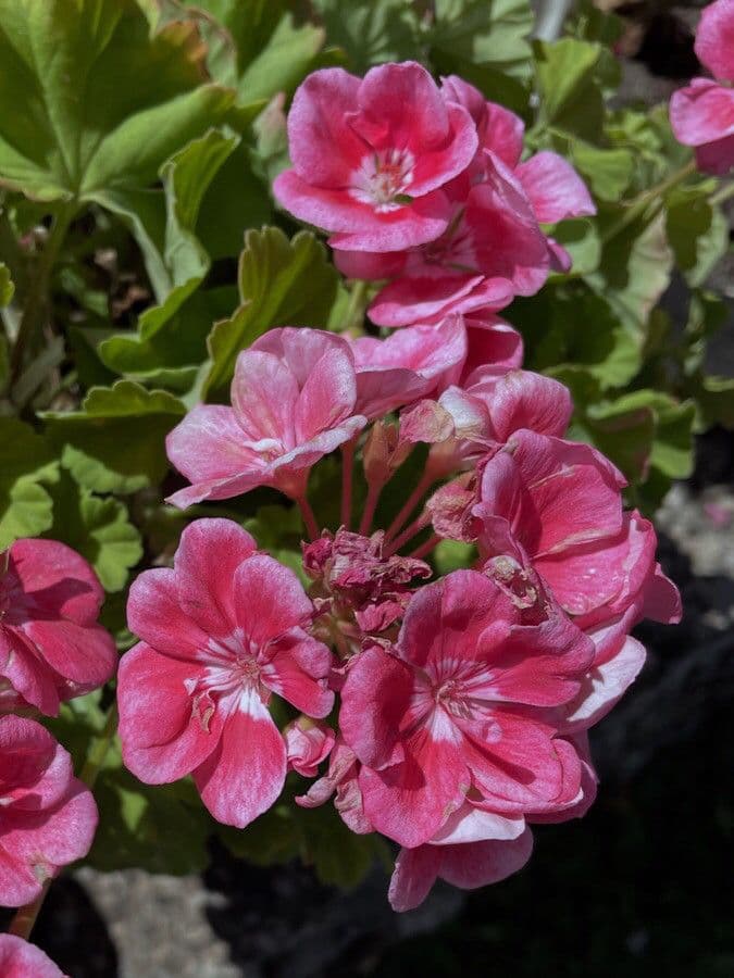 Pelargonium zonale