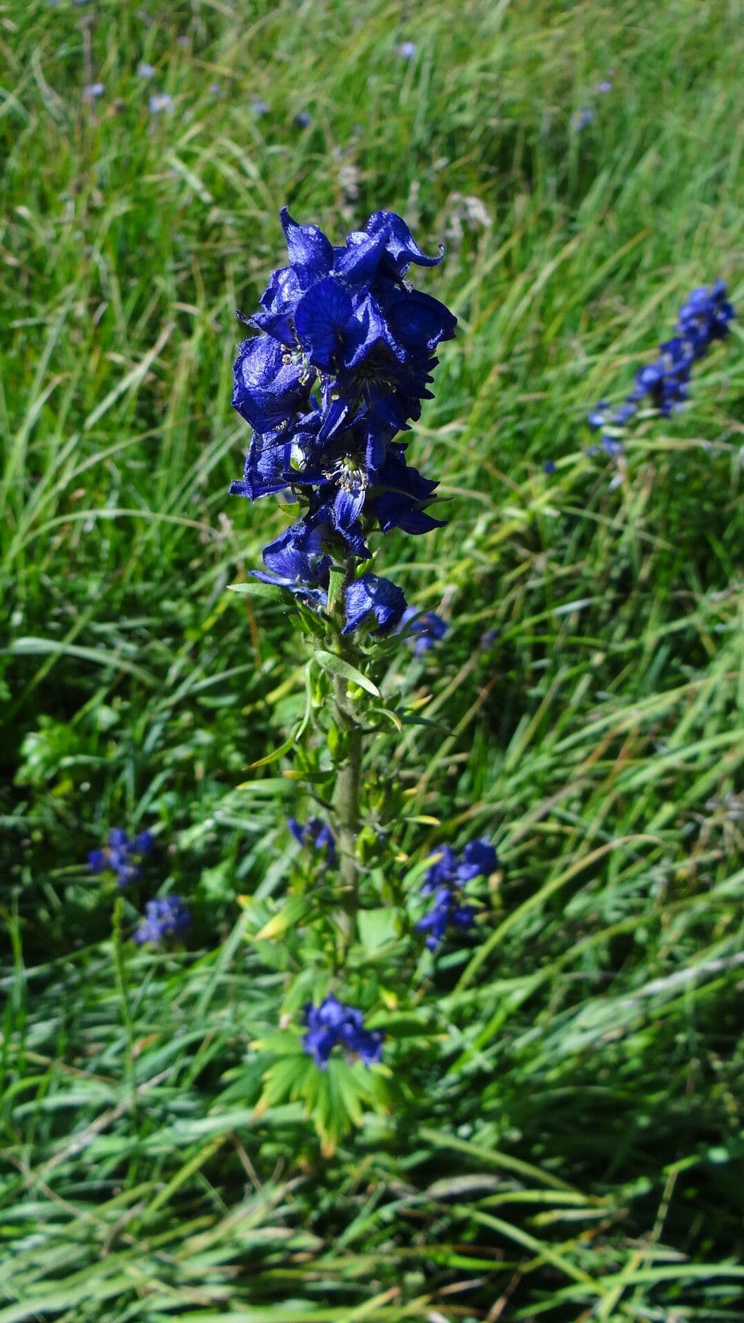 Aconitum columbianum