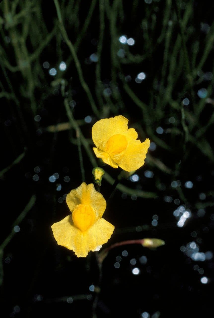 Utricularia vulgaris