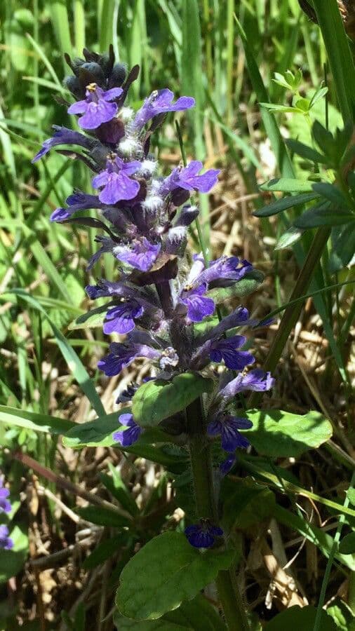 Ajuga reptans