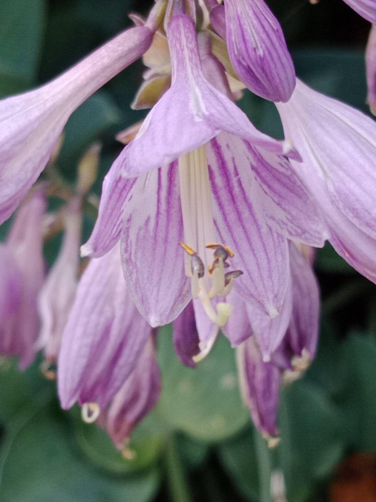 Hosta plantaginea