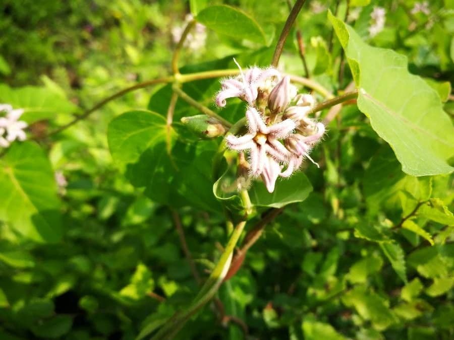 Cynanchum rostellatum