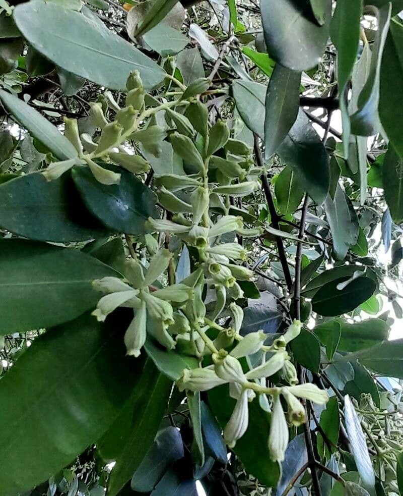 Laguncularia racemosa