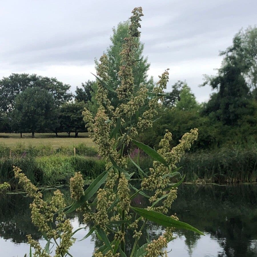 Rumex hydrolapathum