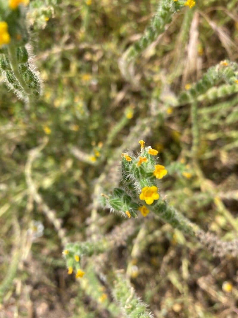 Amsinckia menziesii