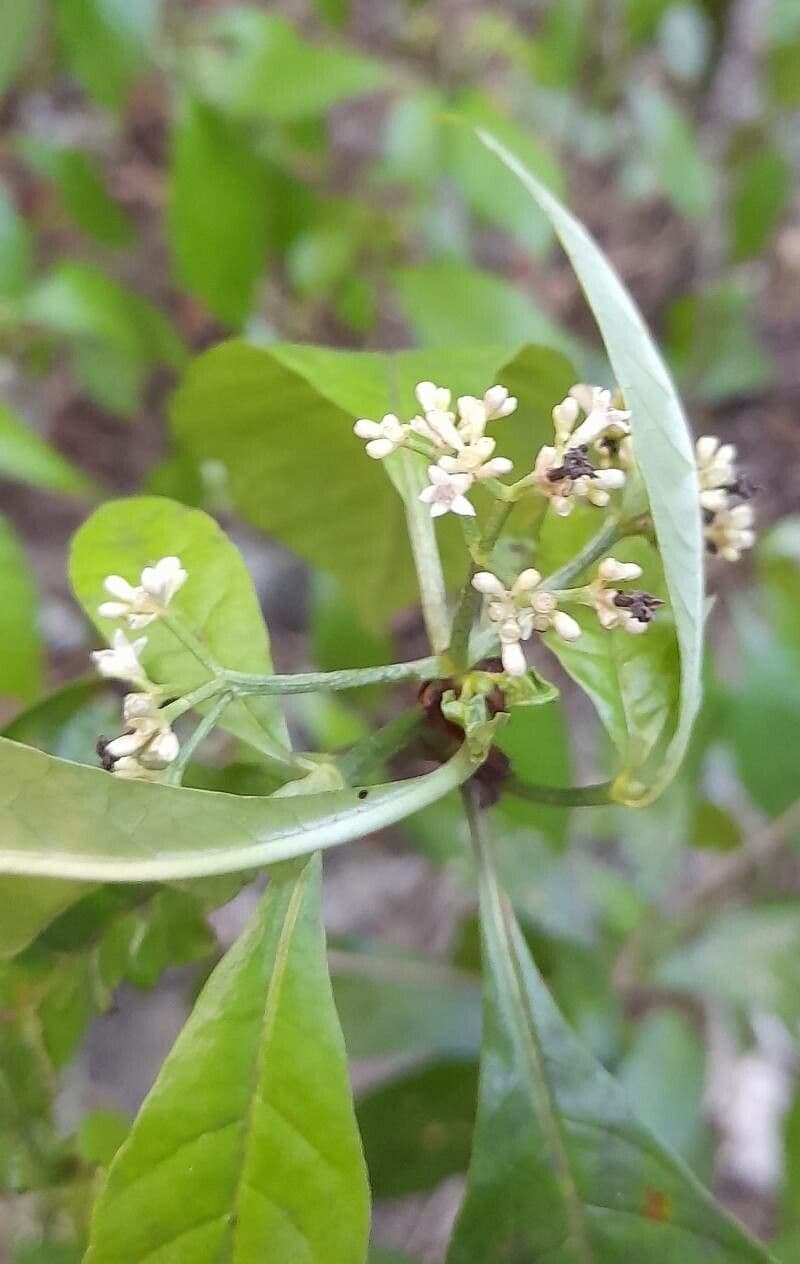 Psychotria nervosa