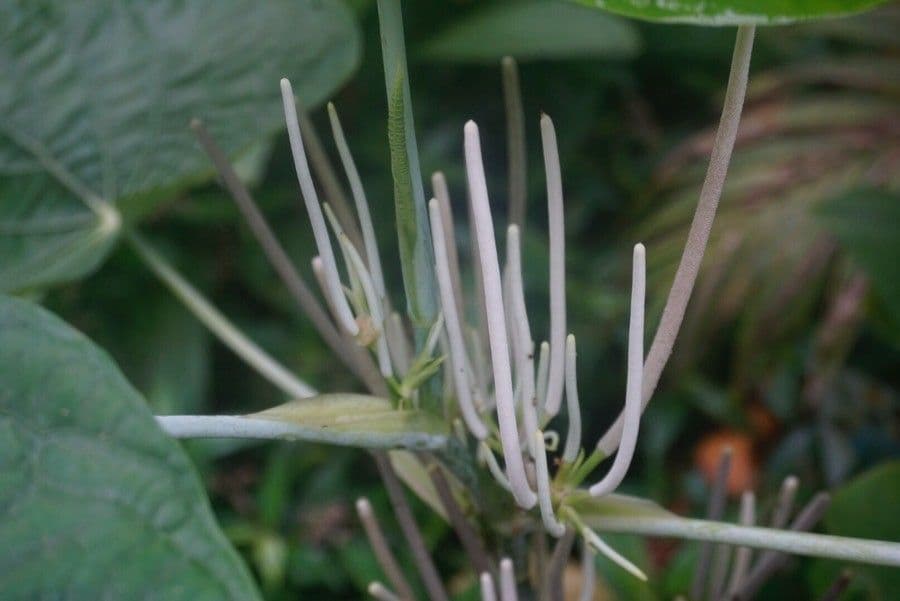 Piper umbellatum