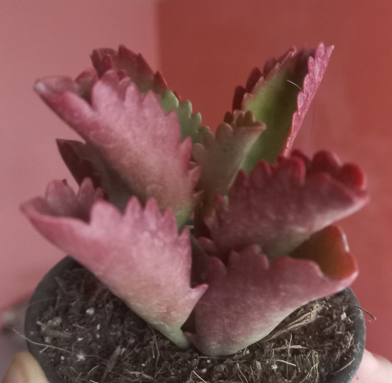 Kalanchoe longiflora