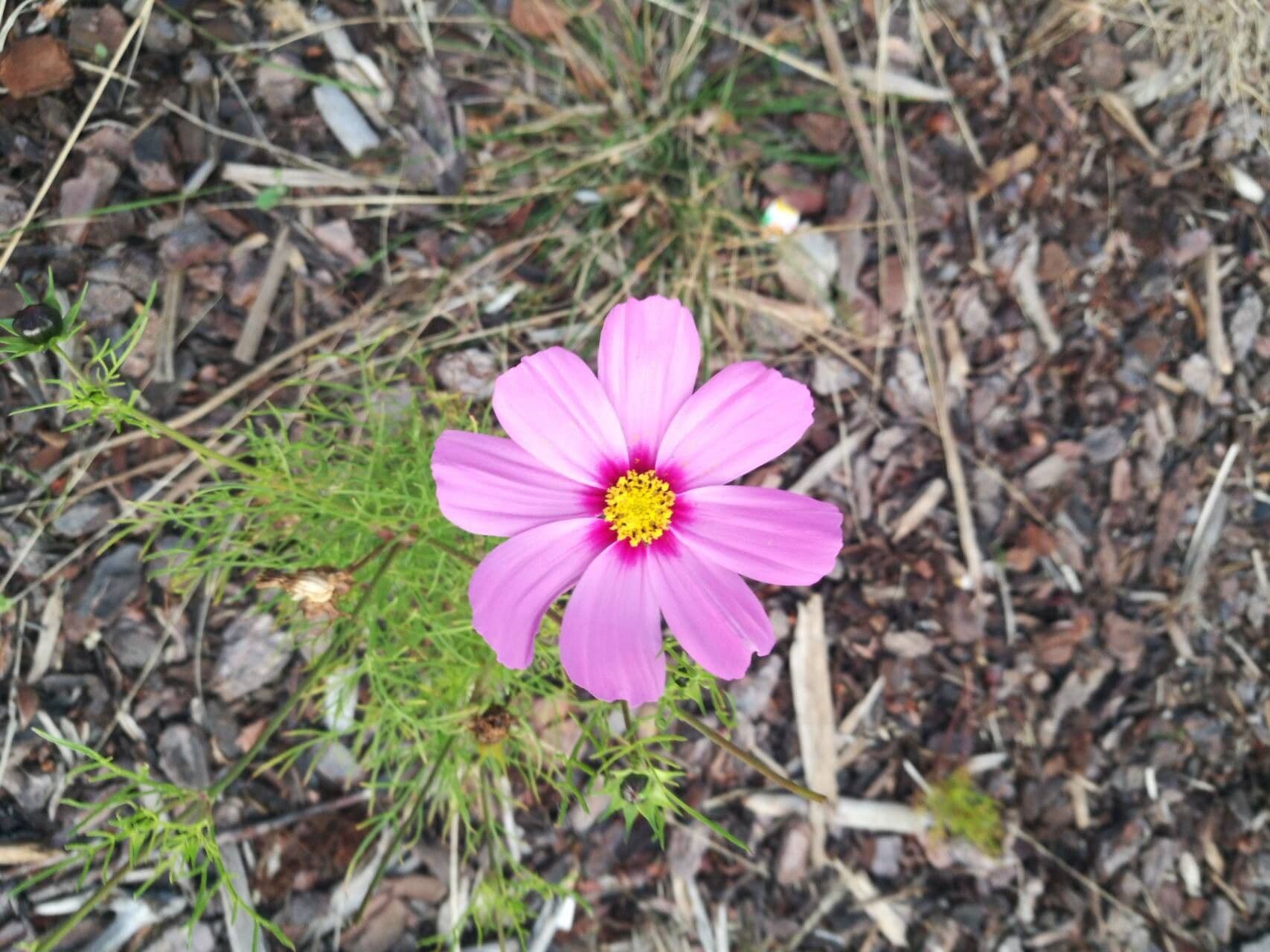 Cosmos bipinnatus