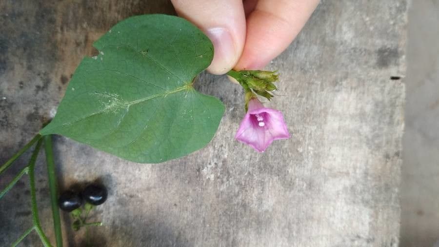 Ipomoea triloba