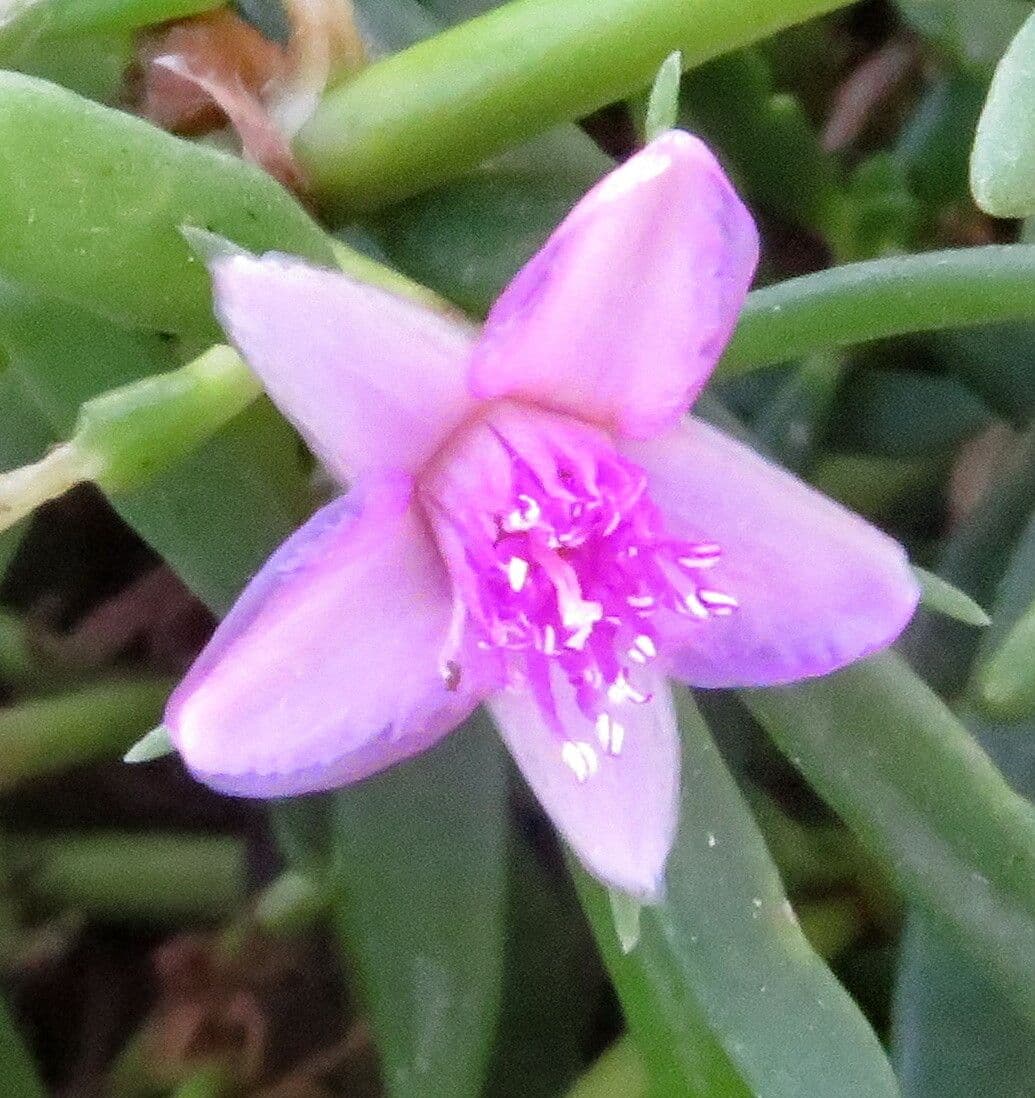 Sesuvium portulacastrum